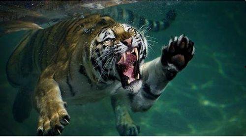 国产四虎精,传奇神话中的守护者与传奇英雄