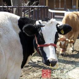 国产牛牛,探寻中国牛肉产业的崛起之路